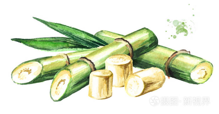 甘蔗成分.在白色背景查出的水彩手绘的例证