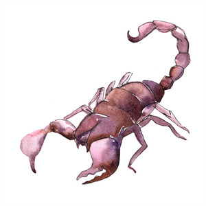 蝎子素描图图片