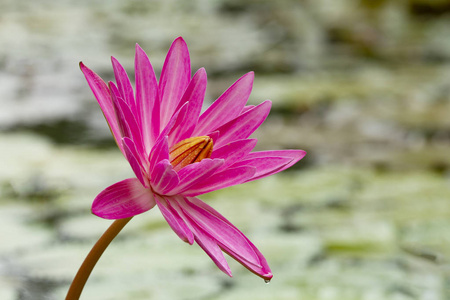 粉红睡莲花, 背景为绿叶