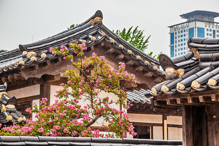 传统老树和花的韩国建筑图片