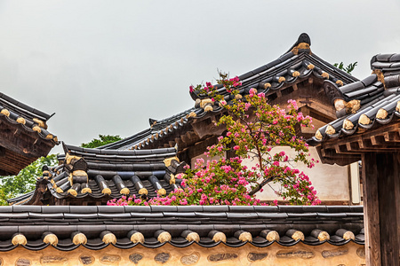传统老树和花的韩国建筑图片