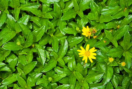 草地上的黄色园林花卉图片