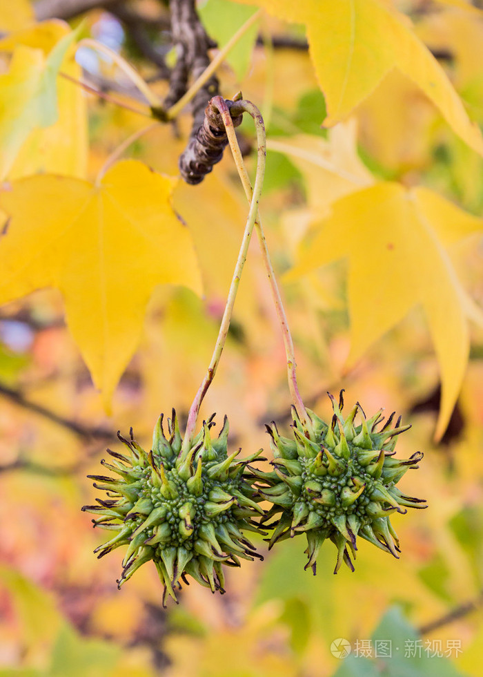 美国枫香树的果实