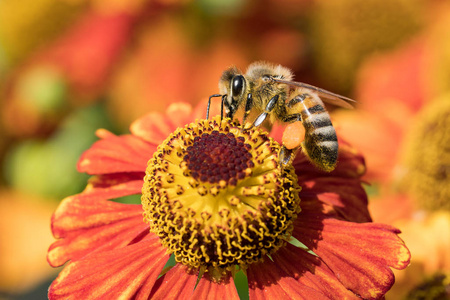 蜜蜂从红色和橙色的金光菊中吸花蜜的侧面视图照片