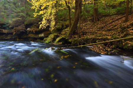 秋天森林里的小河。在水中的叶子