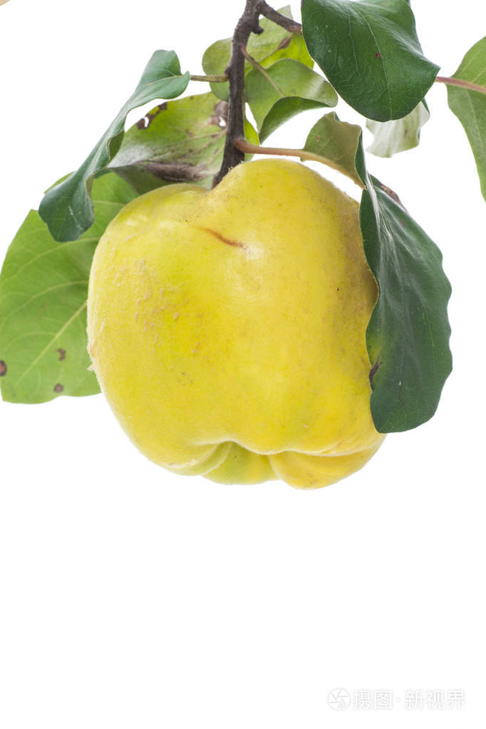成熟的果黄木瓜查出的白色背景