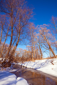 在早春的雪森林河