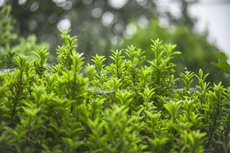 春季非常小和绿叶 园林植物在春季绽放