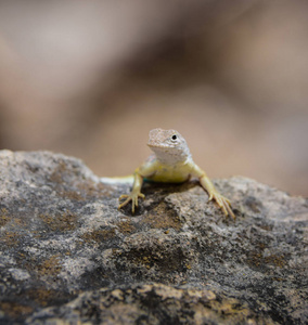 岩石上的小 lizzard