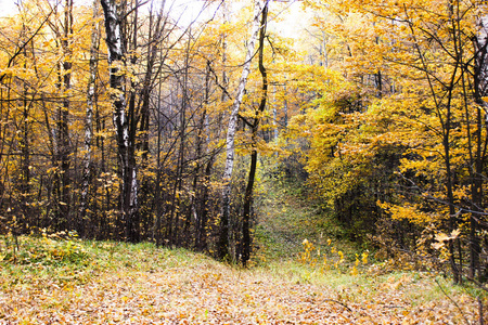 秋天风景如画的森林的白色桦树与黄叶