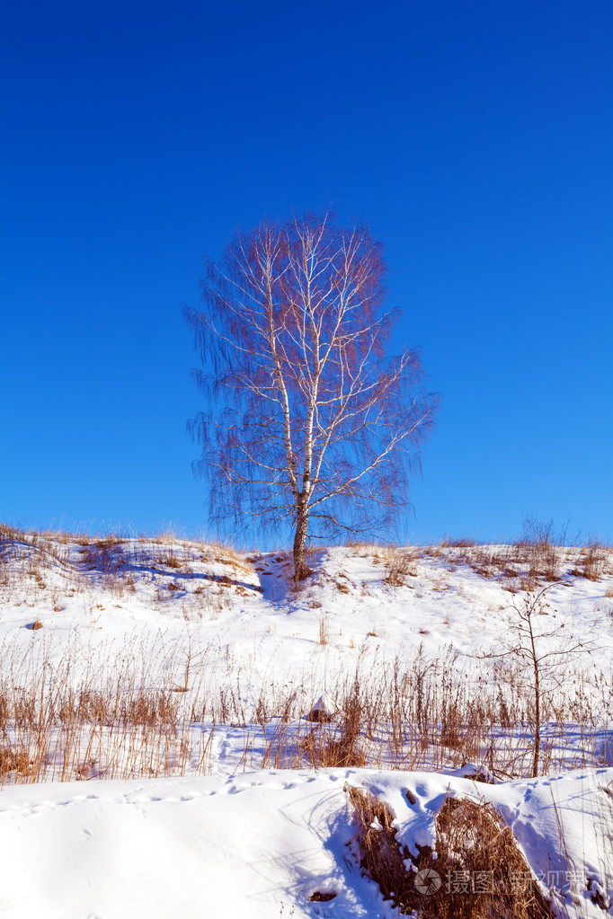单一的白桦树在雪坡上景观