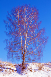 单一的白桦树在雪坡上景观