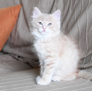 西伯利亚繁殖的奶油小猫