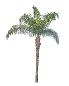 白色背景上孤立的枣椰树图片