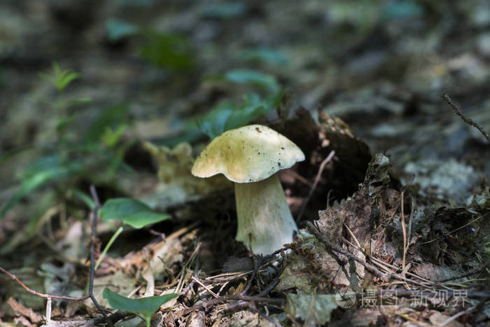 森林里生长着一株美丽的白色菌类.