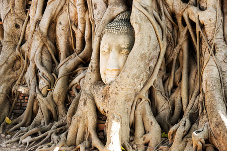树根在大城府，泰国 Prha 玛哈泰寺寺庙被包围的佛石雕头像