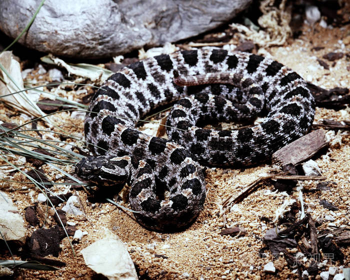 巴伯的侏儒响尾蛇sistrurusmiliariusbarbouri小响尾蛇