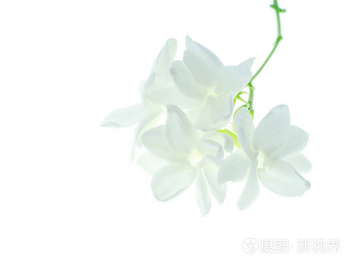 白茉莉花分离的白色背景与空间
