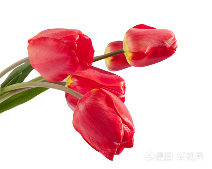 红色郁金香花束