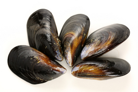 孤立的贻贝图片