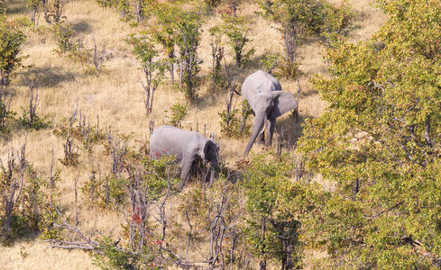 大象在奥卡万戈三角洲 博茨瓦纳, 空中射击