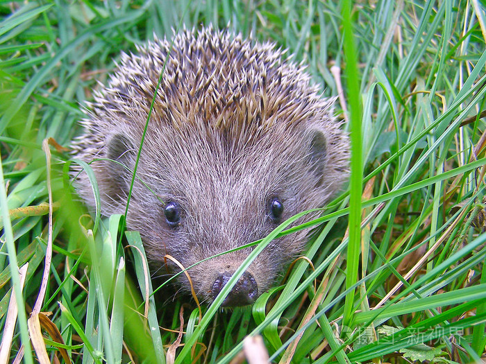 欧洲刺猬