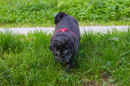 在德国拖把的小狗命名阿德尔海德在啤酒花园和德国南部的公园度假旅行