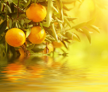 橘阳光花园