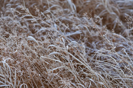 由于霜冻的清爽和潮湿程度高, 在寒冷的清晨, 草甸上覆盖着霜冻