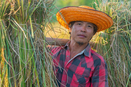 收获后, 男农民在稻田里肩上背着米