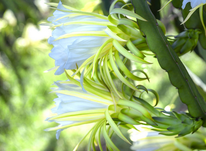 有机农场中的龙花.