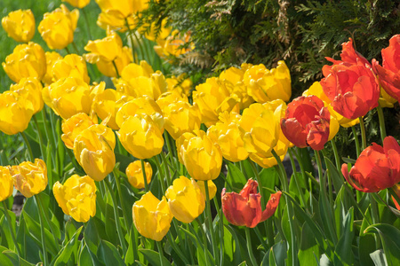 盛开的郁金香在花卉展览。春天的鲜艳的颜色。晴天