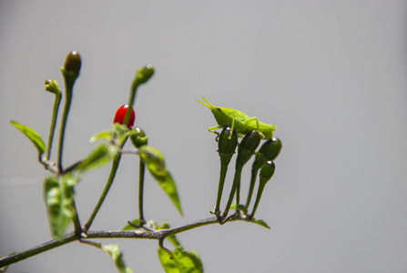 蝗虫在智利植物