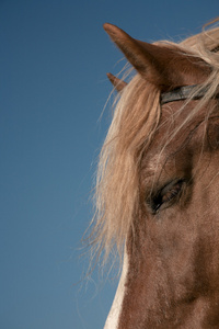 最喜爱的马的肖像