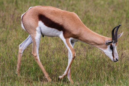 跳羚产于非洲南部，受惊时能跳很高