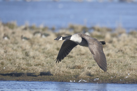 加拿大鹅，branta 黄花