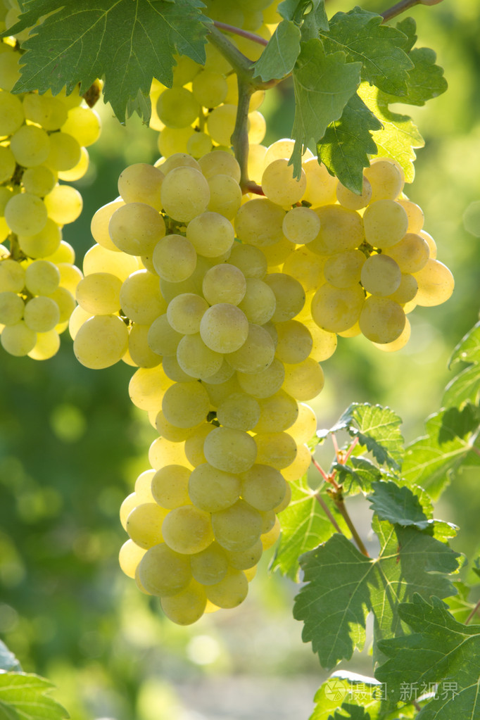 阳光明媚的葡萄