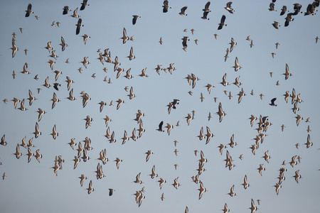 黑尾 godwit，利莫萨瑞斯利莫萨瑞斯