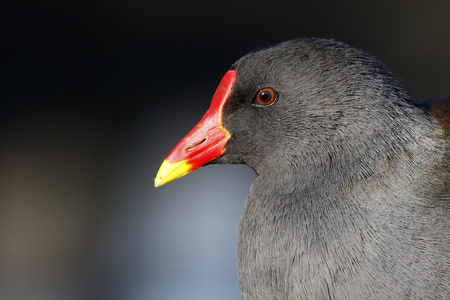 moorhen，gallinula chloropus