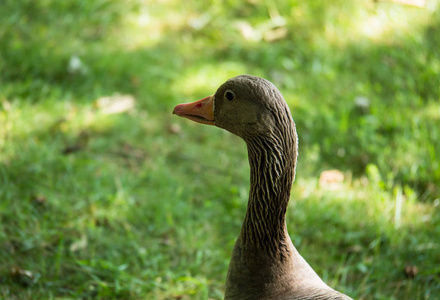 长颈 greylag 鹅盯着相机的侧视