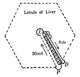 这个插图代表肝脏结构, 复古线画或雕刻插图