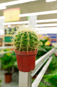 在火锅店里的仙人掌