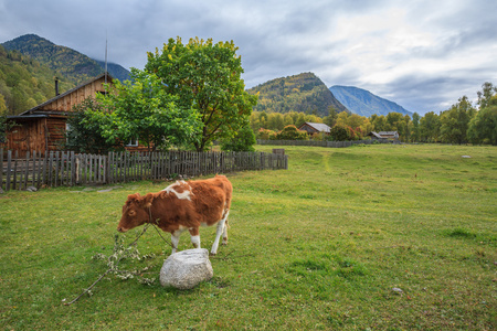 在阿尔泰山的小山村图片