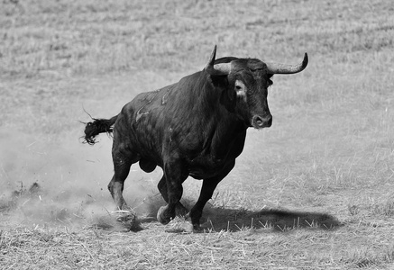 西班牙黑牛