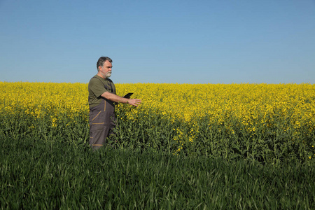 农民或农艺师用片剂检测早春小麦和油菜田的质量