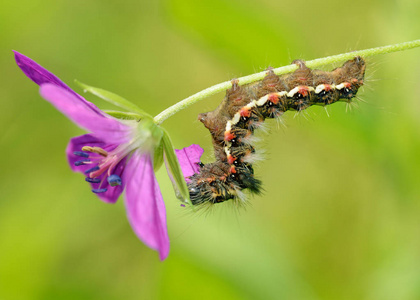 美丽的毛毛虫在树枝上爬行.她吃树叶照片