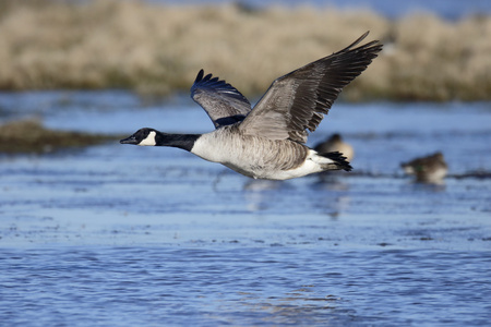 加拿大鹅，branta 黄花