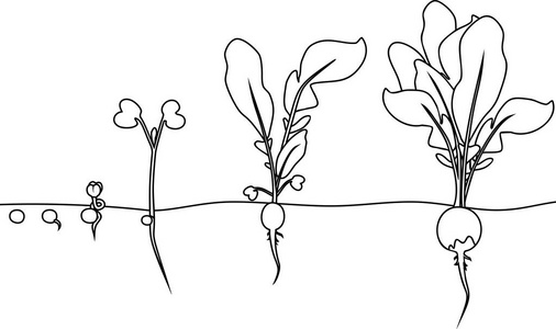萝卜花生长过程图片
