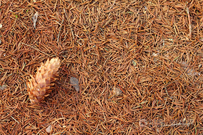 小针叶树上一堆落针的平面布置森林凋落物上观锥
