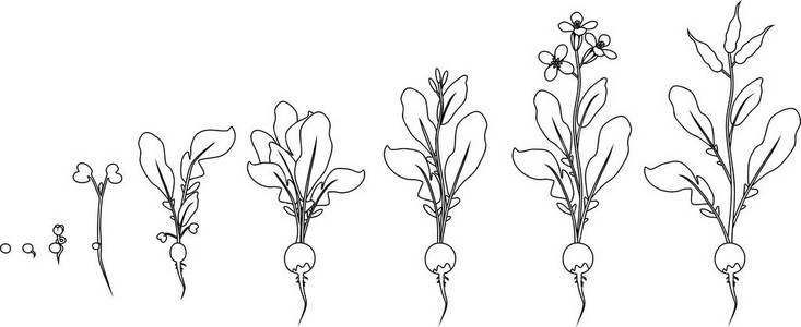 从种子发芽到开花和果树的萝卜生长阶段照片